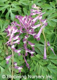 Corydalis 'Blackberry Wine'